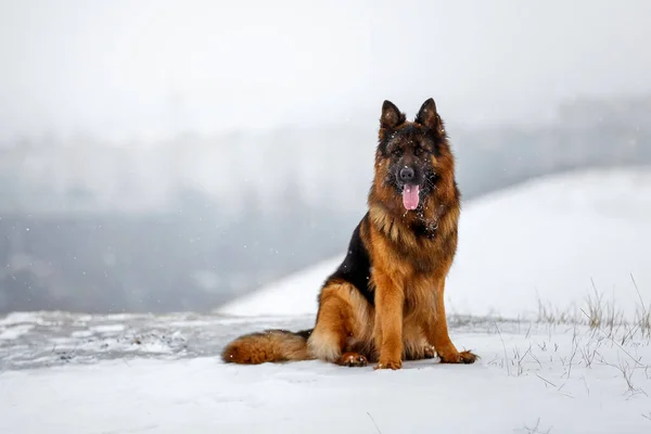 Μακριά Μαλλιά Μεγάλος Γερμανικός Ποιμενικός Σκύλος Κάθεται Στο Χιόνι — Φωτογραφία Αρχείου