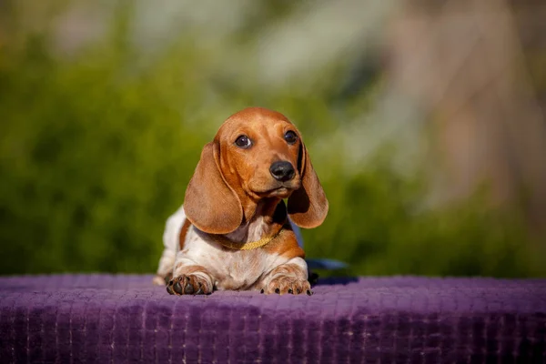 Liten Daschund Valp Bordet Utomhus — Stockfoto