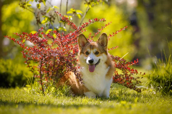 Chien Corgi Gallois Dans Parc Avec Des Fleurs — Photo