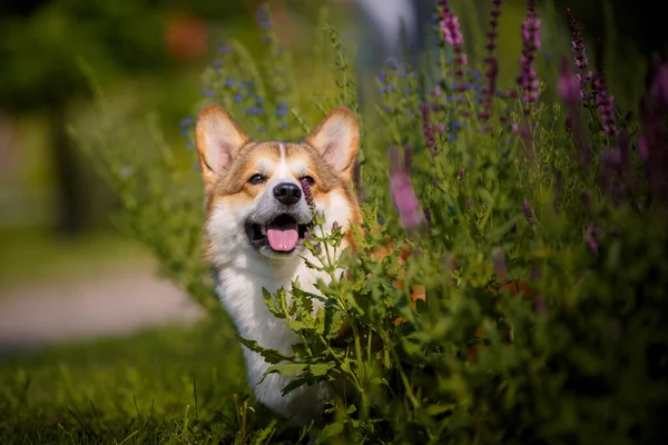 Welsh Corgi Pes Parku Květinami — Stock fotografie