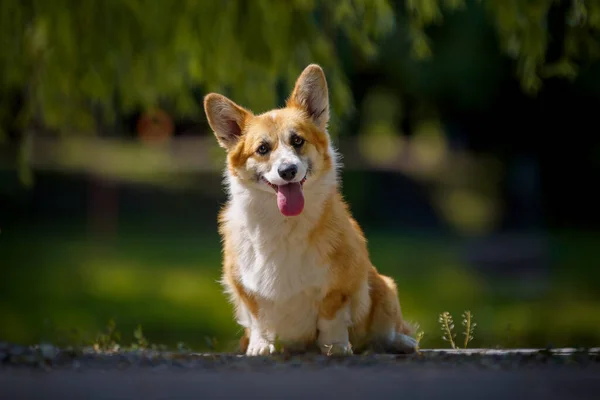 Perro Corgi Galés Parque Con Flores — Foto de Stock