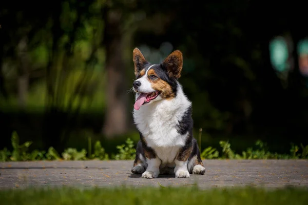 Валлийская Корги Собака Парке Цветами — стоковое фото