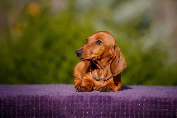 Small Daschund Puppy Table Outdoors — Stock Photo, Image