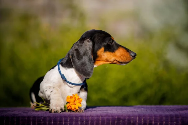 Liten Daschund Valp Bordet Utomhus Med Gul Blomma — Stockfoto