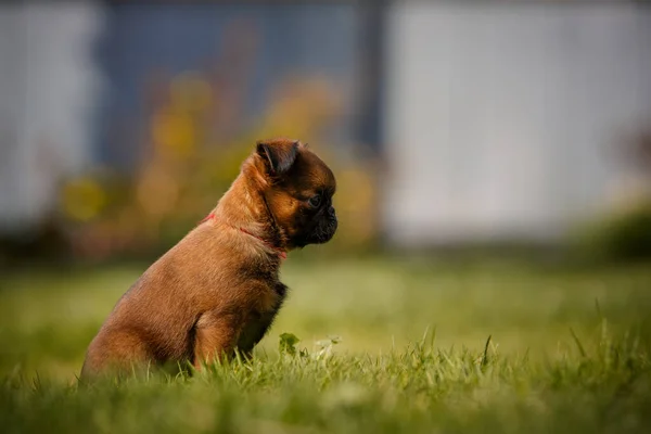 Pti Brabanson Brussels Griffon Jardim Verão — Fotografia de Stock