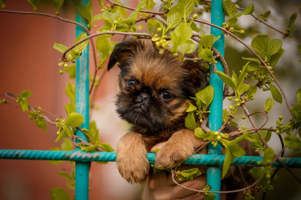 Bruxelas Griffon Atrás Cerca Jardim Verão — Fotografia de Stock