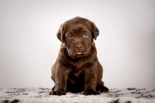 Malé Čokoládové Labrador Štěně Pózující Studiu — Stock fotografie