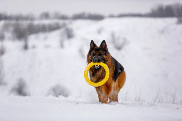 Dlouhé Vlasy Velký Německý Ovčák Pes Hračkou Běží Sněhovém Poli — Stock fotografie