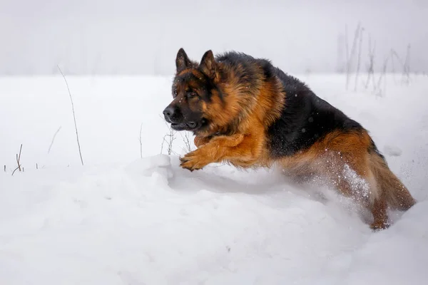 Uzun Saçlı Büyük Alman Çoban Köpeği Derin Kar Tarlasında Hızla — Stok fotoğraf