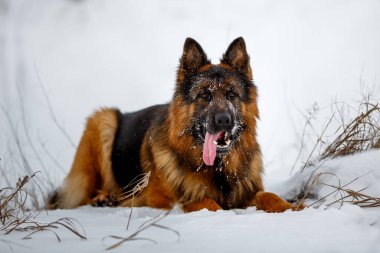 Uzun saçlı, koca Alman çoban köpeği kar tarlasında yatıyor.