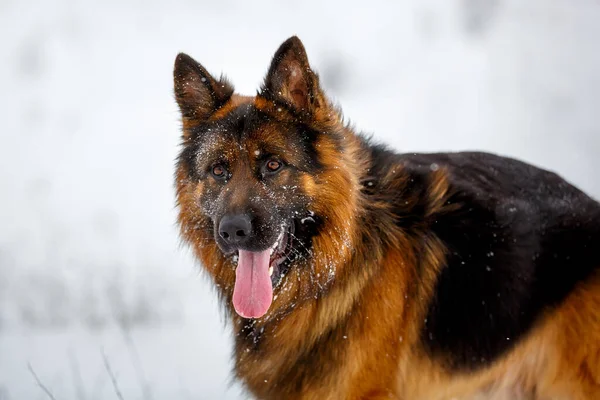 Uzun Saçlı Büyük Alman Çoban Köpeği Kar Tarlasında Oturuyor — Stok fotoğraf