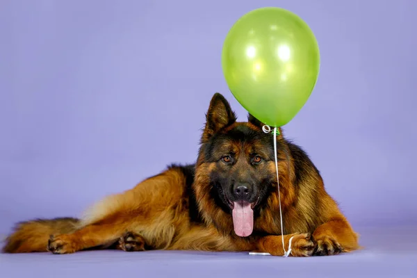 Lang Haar Grote Duitse Herder Hond Met Speelgoed Studio Blauwe — Stockfoto