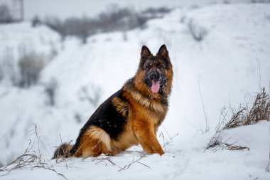 Uzun saçlı, büyük Alman çoban köpeği kar tarlasında oturuyor.