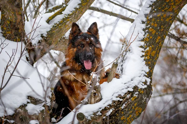 Uzun Saçlı Çalılıklarda Oturan Büyük Alman Çoban Köpeği — Stok fotoğraf