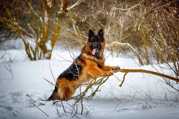 Cabelo Longo Grande Cão Pastor Alemão Sentado Arbustos — Fotografia de Stock