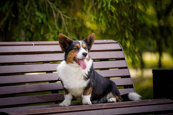 Galés Corgi Perro Parque Banco — Foto de Stock