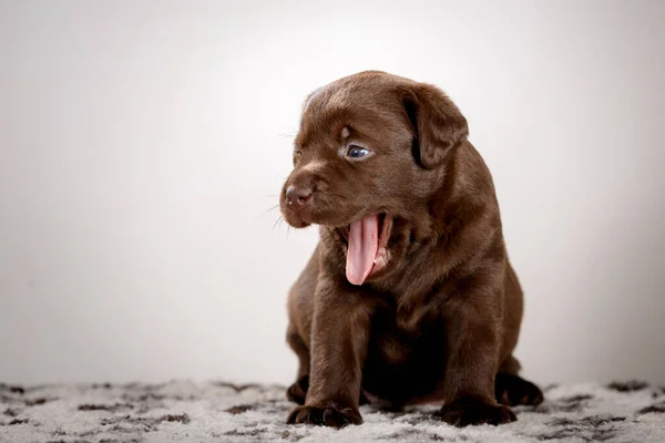 Pequeño Cachorro Labrador Chocolate Posando Estudio — Foto de Stock