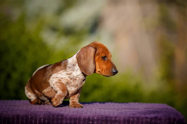 Kleine Daschund Puppy Tafel Buiten — Stockfoto