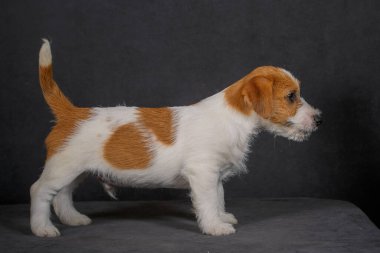 Jack Russell Terrier stüdyoda poz veriyor.