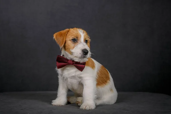 Jack Russell Terrier Muszką Studio — Zdjęcie stockowe
