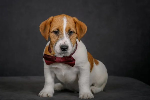 Jack Russell Terrier Con Pajarita Estudio — Foto de Stock