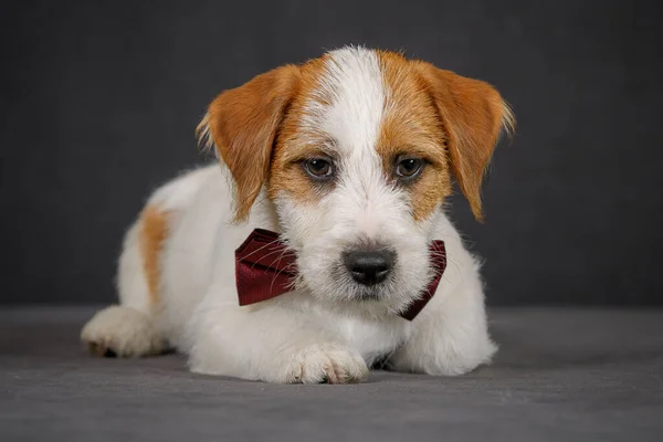 Jack Russell Terrier Com Laço Estúdio — Fotografia de Stock