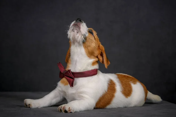 Jack Russell Terrier Muszką Studio — Zdjęcie stockowe