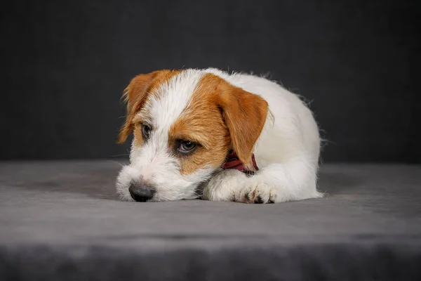 Jack Russell Terrier Posando Estúdio — Fotografia de Stock