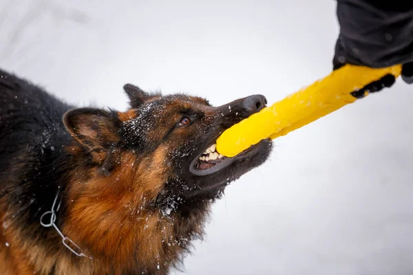 German Shepherd Pulls Toy Owner Outdoors — Stock Photo, Image