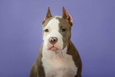 Stüdyoda poz veren küçük çikolatalı labrador.