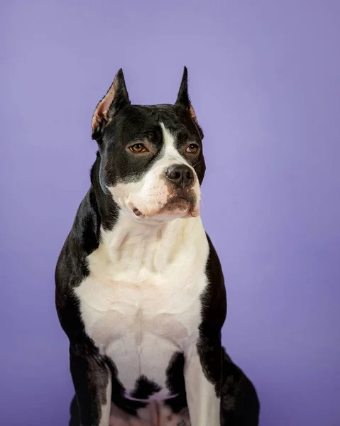 Young Bicolor American Staffordshire Terrier Blue Background Studio — Stock Photo, Image