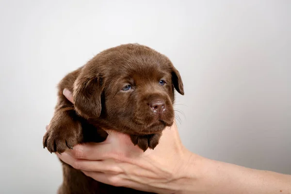 Kis Csokoládé Labrador Kiskutya Pózol Stúdióban — Stock Fotó