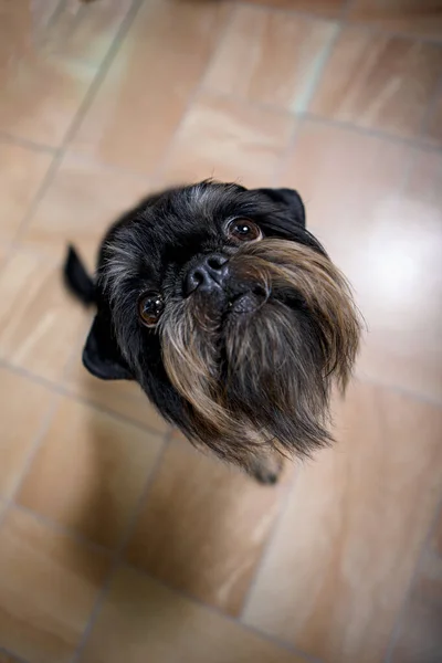 Brussels Griffon Home Aerial View — Stock Photo, Image