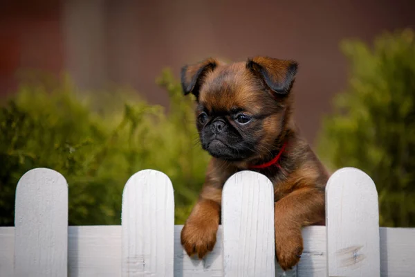 Bruxelas Griffon Atrás Cerca Jardim Verão — Fotografia de Stock