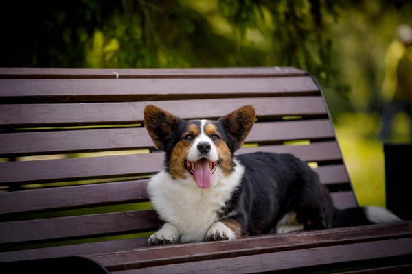 Welsh Corgi Dog Parku Ławce — Zdjęcie stockowe