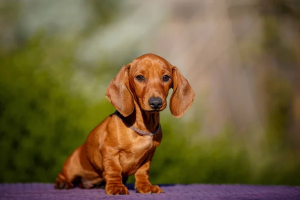 Small Daschund Puppy Table Outdoors Yellow Flower Stock Photo