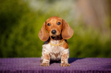 Dışarıdaki masada küçük bir köpek yavrusu