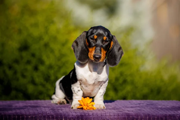 Small Daschund Puppy Table Outdoors — Stock Photo, Image