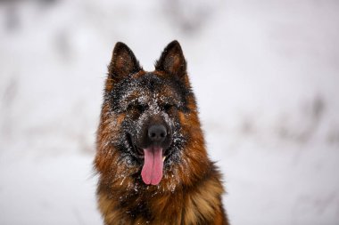 Uzun saçlı, büyük Alman çoban köpeği kar tarlasında oturuyor.