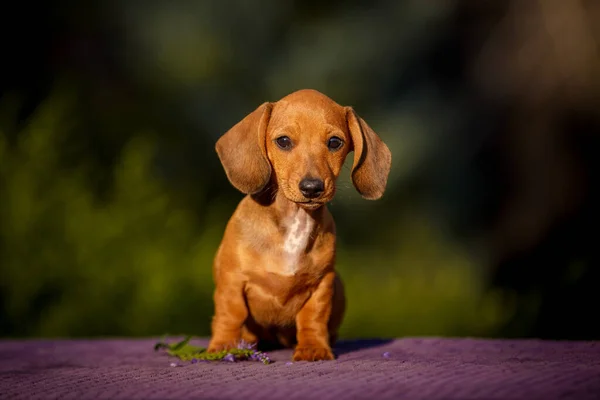 Small Daschund Puppy Table Outdoors — Stock Photo, Image