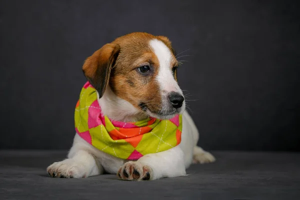 Jack Russell Terrier Cachorro Está Vestido Com Cachecol — Fotografia de Stock