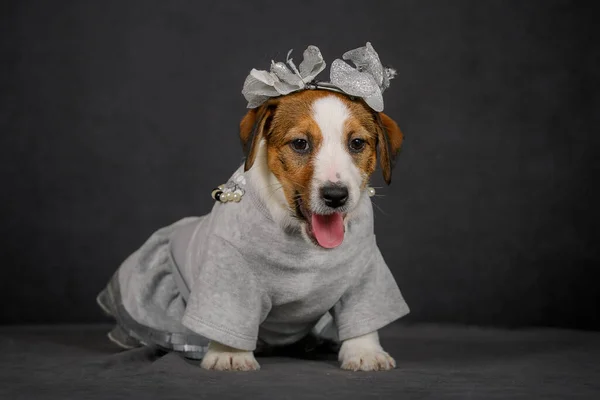 Jack Russell Terrier Welpe Trägt Puppenkleid — Stockfoto