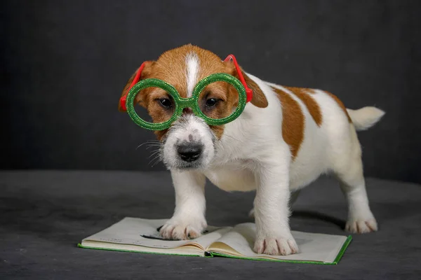 Smart Jack Russell Terrier Cachorro Gafas Juguete Con Libro Posando — Foto de Stock