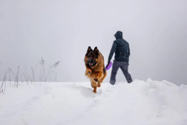 Uzun Saçlı Büyük Alman Çoban Köpeği Oyuncak Ile Sahibinden Uzakta — Stok fotoğraf