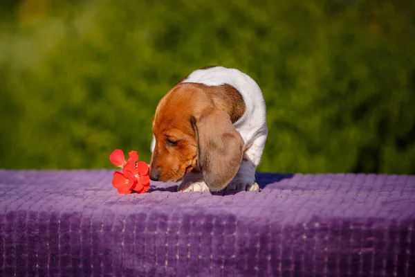 Piccolo Cucciolo Bassotto Sul Tavolo All Aperto Con Fiore Giallo — Foto Stock