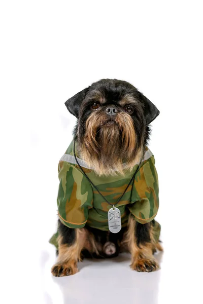 Brussels Griffon Dressed Camouflage Army Clothes — Stock Photo, Image