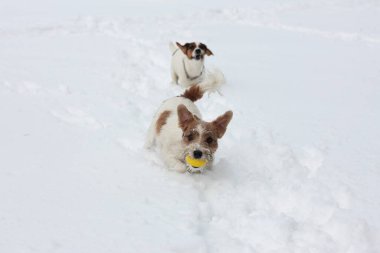 Karda koşan Jack Russell Teriyeri