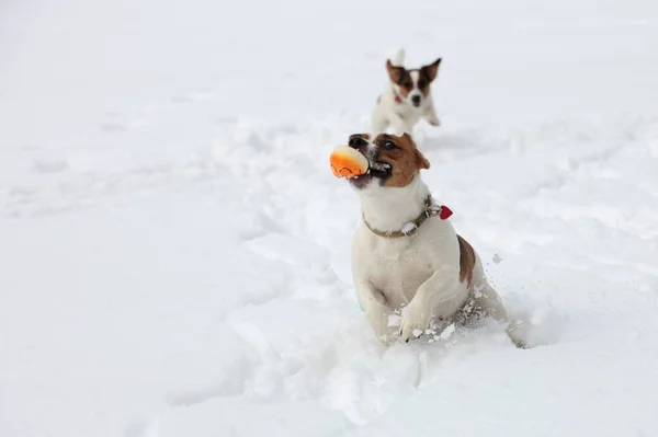 杰克罗素在雪地上奔跑 — 图库照片