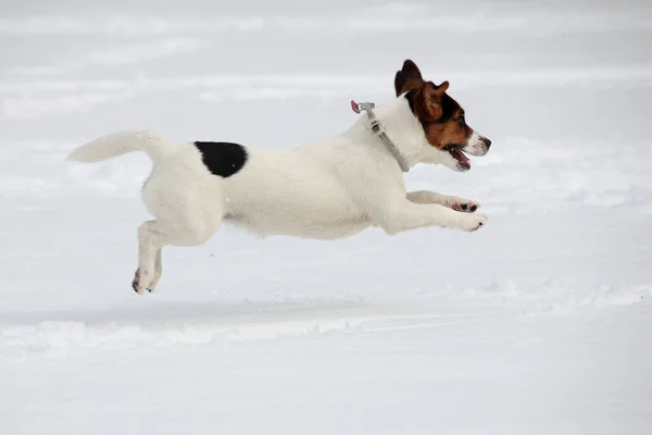 Jack Russell Terrier Courir Sur Neige — Photo