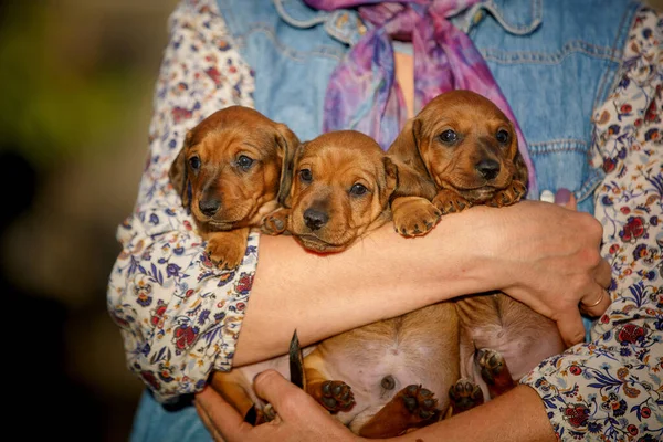 Groep Pups Handen Van Een Vrouw Buiten — Stockfoto